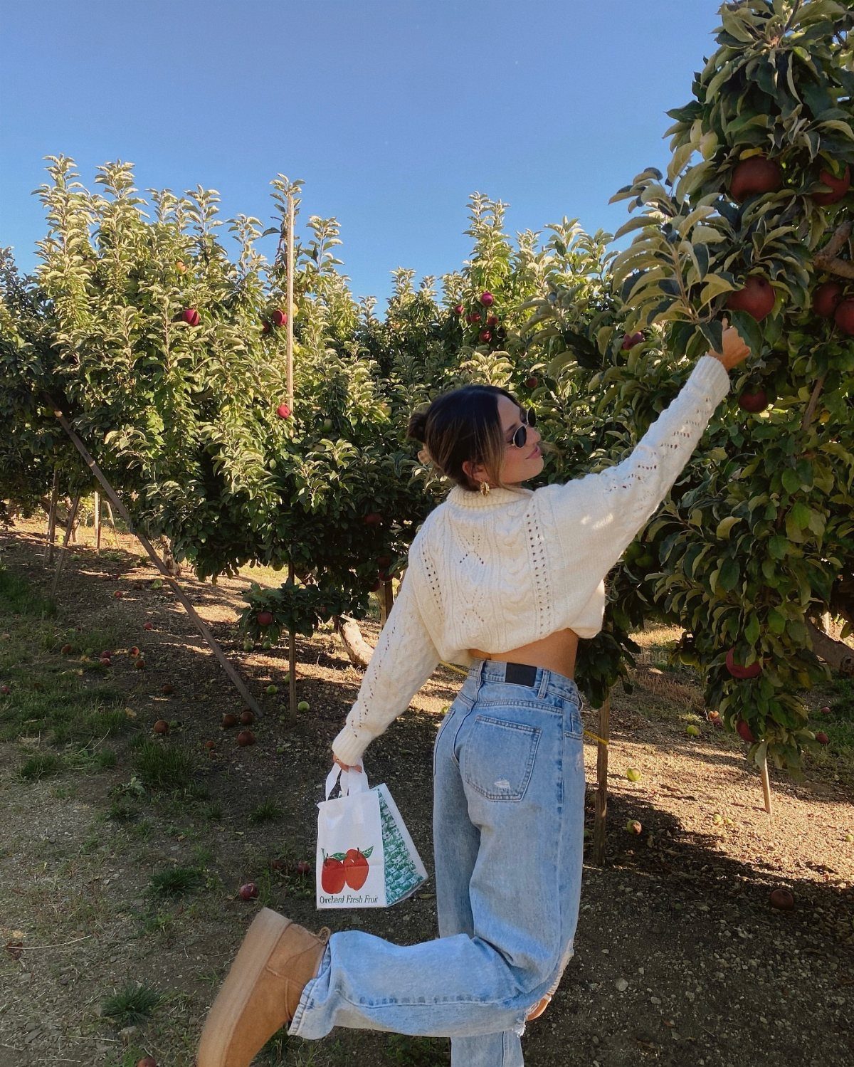 Apple Picking Outfit Ideas: 12 Looks for the Orchard 1 Woman in white sweater and blue jeans picking apples in a sunny orchard.